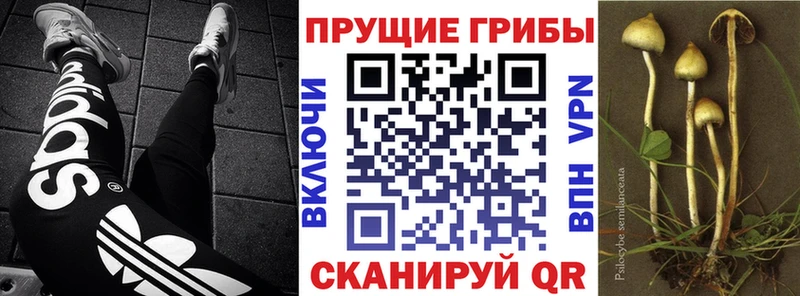 где найти наркотики  Камызяк  Псилоцибиновые грибы Psilocybine cubensis 